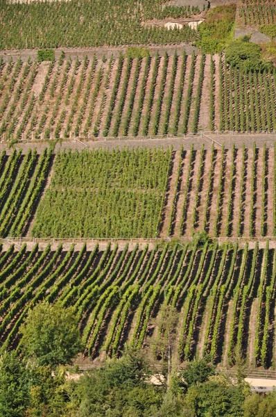 Agricoltura Vitivinicola Flora Campagna — Foto Stock