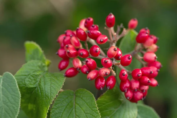 Fruchtstand Wolliger Schneeball Infructescence Viburnum — Stok fotoğraf