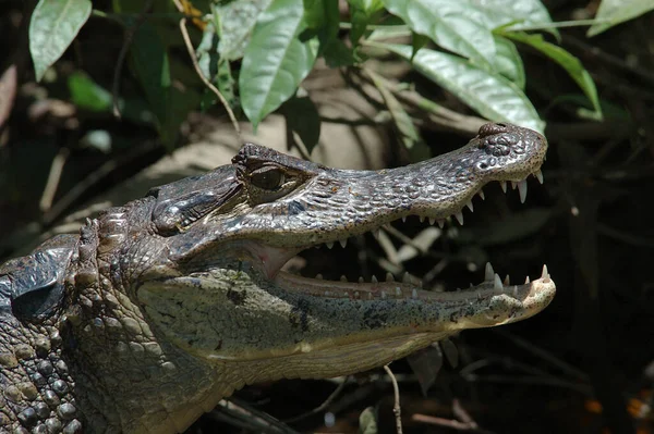 Jacaré Caiman Crocodrilus Réptil Jacaré Costa Rica Tortughero Pântano Pântano — Fotografia de Stock