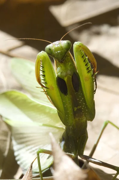 螳螂昆虫 — 图库照片