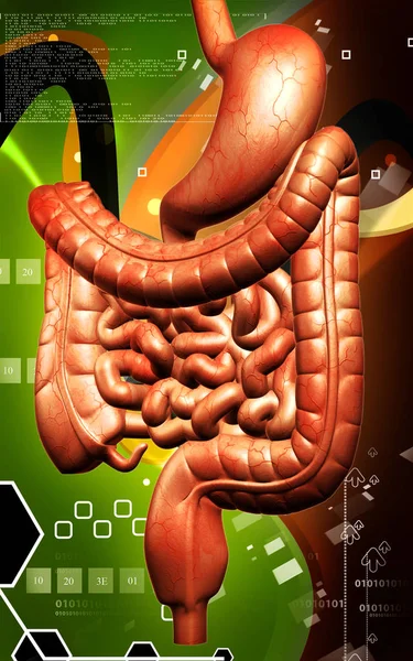 Digital Illustration Human Digestive System Colour Background — ストック写真