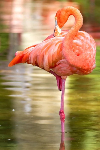 Güzel Flamingo Yakından Çek — Stok fotoğraf