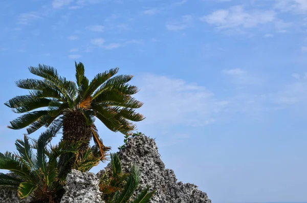 Palm Tree Coral Rock Island Okinawa Japan — Stock Photo, Image