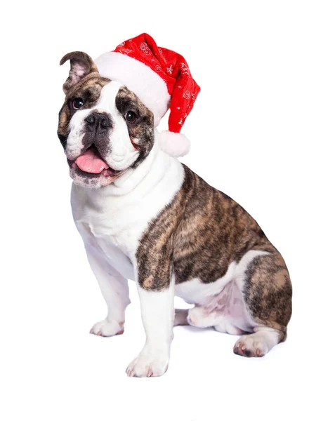 Velho Bulldog Inglês Sentado Lado Lado Com Chapéu Santa — Fotografia de Stock