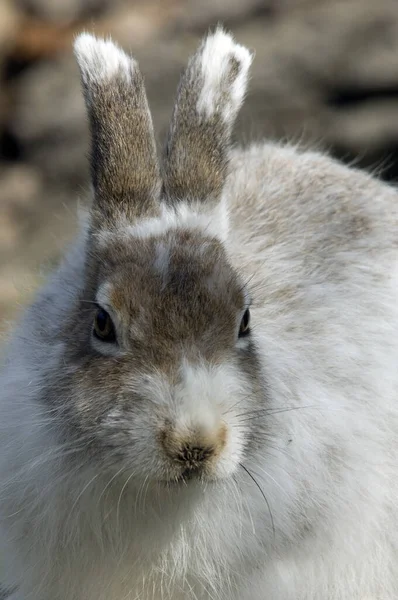 Lepus Timidus Lebre Variável Lagomorfos Primeiro Andar Fase Outonal Parque — Fotografia de Stock