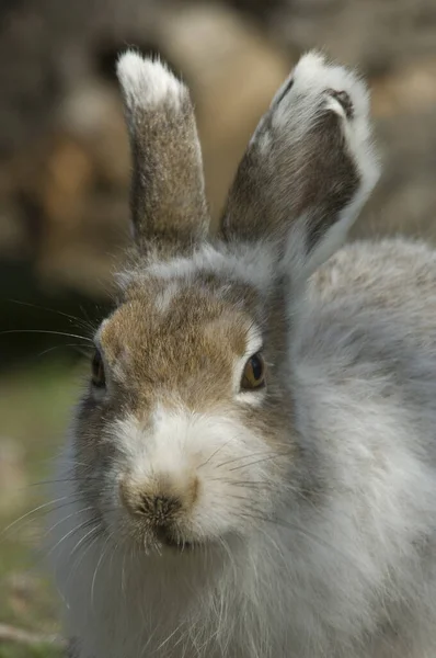 Berghase Hase Lagomorphs Nahaufnahme Herbstrunde Nationalpark Gran Paradiso Valle Aosta — Stockfoto