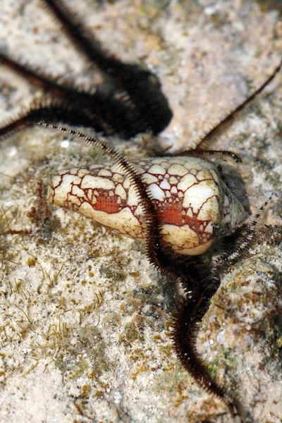 Rozgwiazda Węża Toksycznym Kegelschnecke — Zdjęcie stockowe