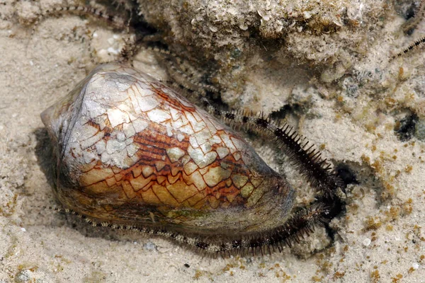 Змеиная Морская Звезда Токсичным Кегельшнеке — стоковое фото