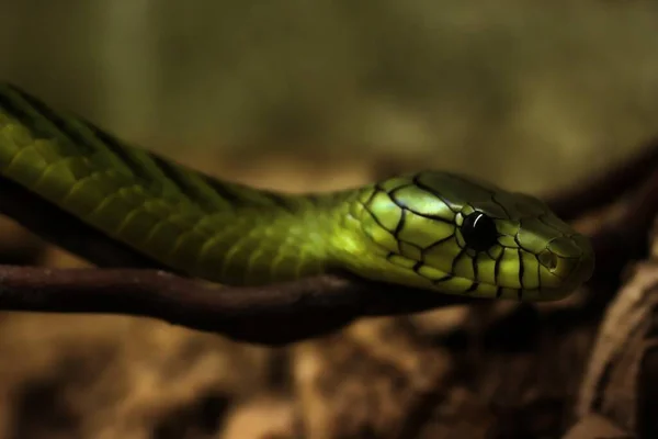 Slang Dierenwereld Slangenhuid — Stockfoto
