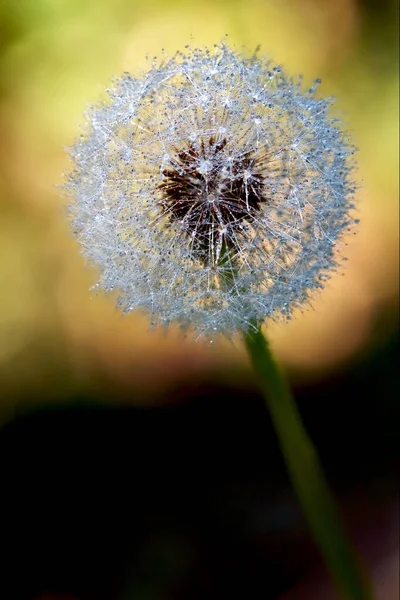 배경에 노란색 Taraxacum Officinale의 매크로 클로즈업 — 스톡 사진