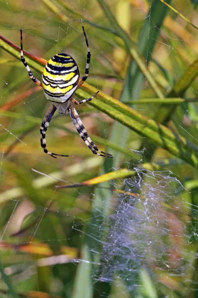 Κορδέλα Μεταξωτή Αράχνη Argiope Bruennichi Δίχτυ — Φωτογραφία Αρχείου