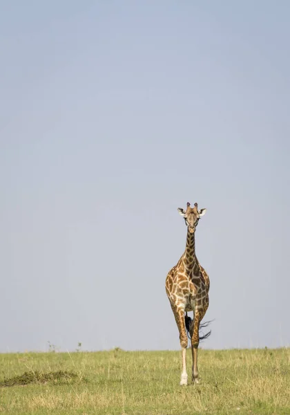 Zsiráf Kelet Afrika Nagy Síkságain Masai Mara Kenya — Stock Fotó