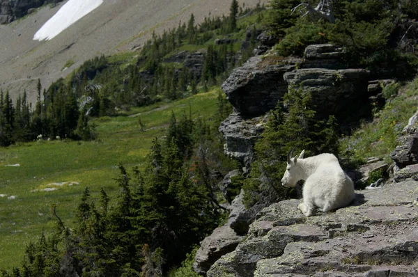 Capra Delle Nevi Capra Montagna Cabra Montesa Oreamnus Americanus Glaciar — Fotografia de Stock