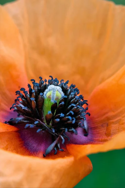 Perto Papaveracee Papaver Rhoeas Argemone Setigerum Hybridum Verde — Fotografia de Stock