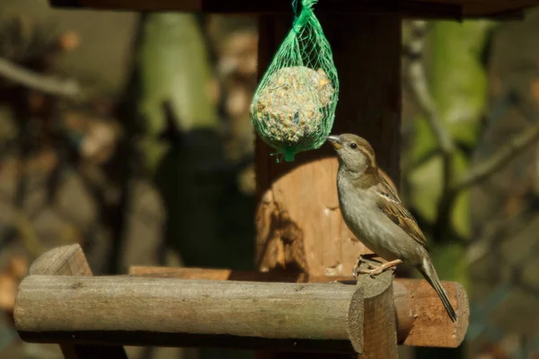 House Sparrow Female Feed House — Stock Photo, Image