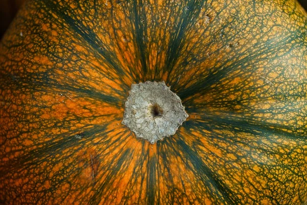 Oranjerode Tuinpompoen Cucurbita — Stockfoto