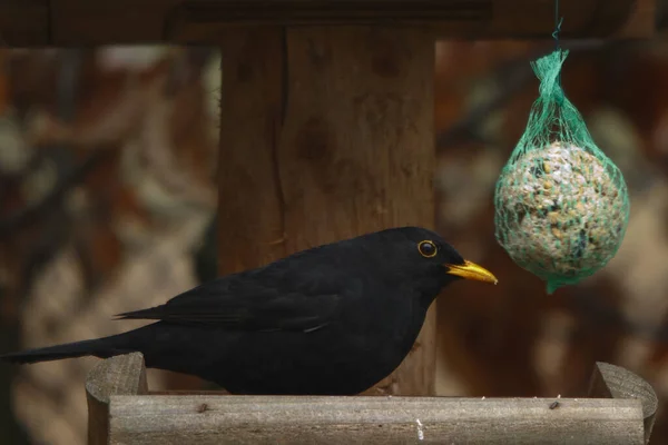 stock image blackbird males - blackbird - turdus merula