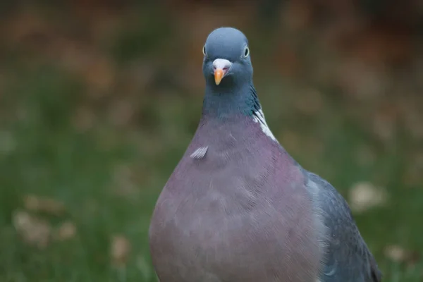 Dzięcioł Zwyczajny Columba Palumbus — Zdjęcie stockowe