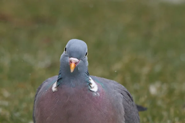 ウッド鳩 コロンバ パルンバス — ストック写真