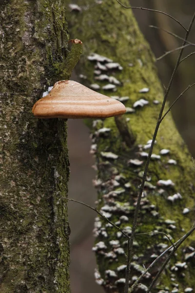 Tinder Spons Boom Het Bruchwaldgebiet Fomes Fomentarius — Stockfoto