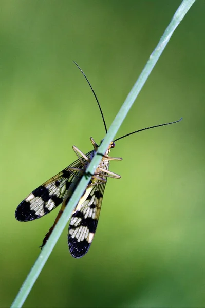 Vorderseite Der Wildfliege Mecoptera Scorpion Fly Panorpa Panorpidae Auf Einem — Stockfoto