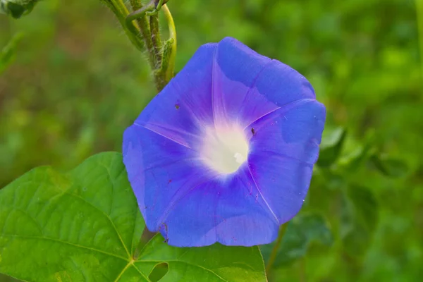 Colores Azules Morning Glory Flor Bosque Bosque Tailandia — Foto de Stock