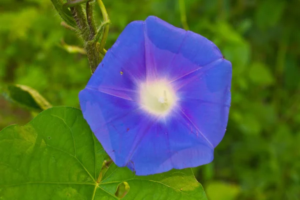 Colores Azules Morning Glory Flor Bosque Bosque Tailandia — Foto de Stock