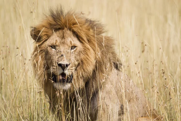 Impressionnant Lion Mâle Dans Les Hautes Herbes Parc National Serengeti — Photo