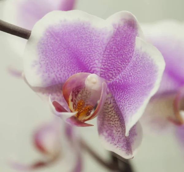 Közelkép Orchidea Felett Fehér Háttér — Stock Fotó