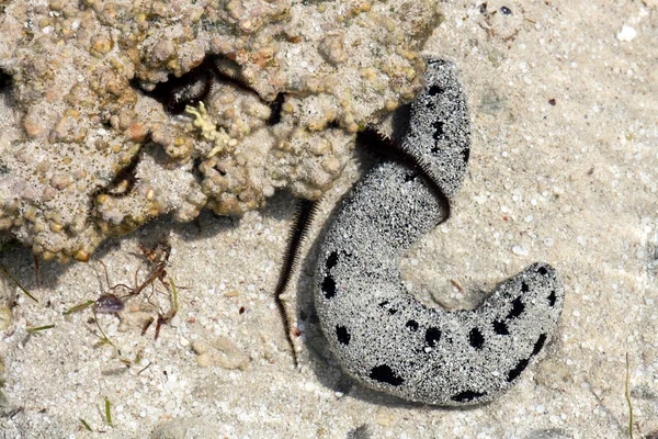 Yılan Denizyıldızı Deniz Hıyarı — Stok fotoğraf