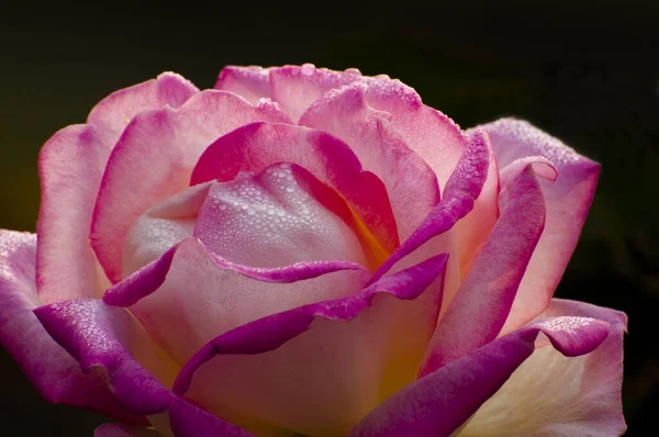 Rose Petals Dew Drops Kolkata India — Stock Photo, Image