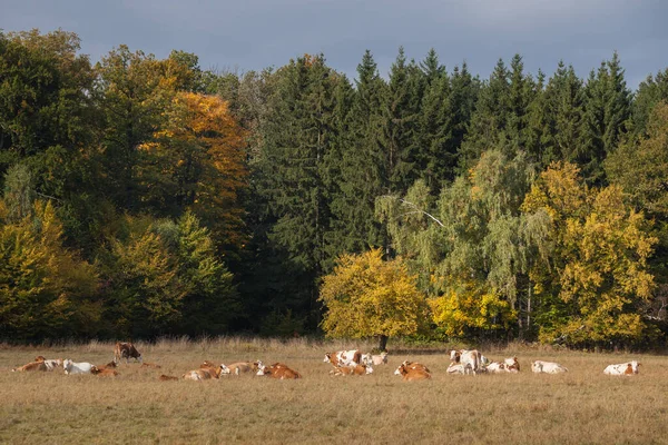가을에 목초지에 — 스톡 사진