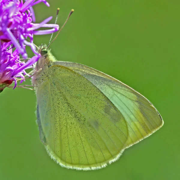 Nahaufnahme Von Schönen Bunten Schmetterling — Stockfoto