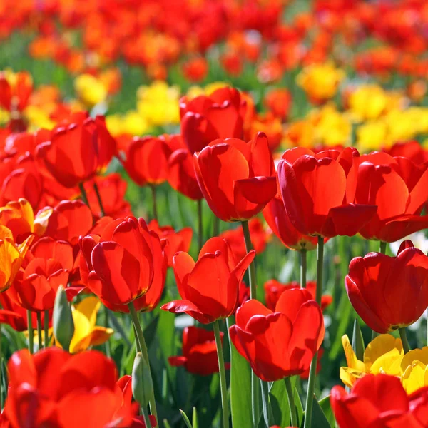 Krásné Tulipány Květiny Flóra Jaře — Stock fotografie