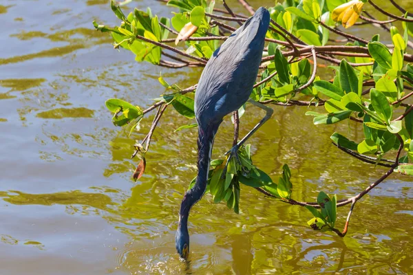 American Gray Heron Foraging Ngreat Blue Heron Foraging — Stock Photo, Image