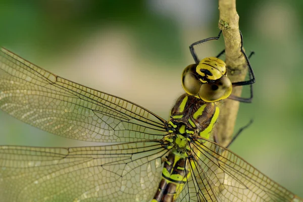 Yusufçuk Böceğinin Makro Görüntüsü — Stok fotoğraf