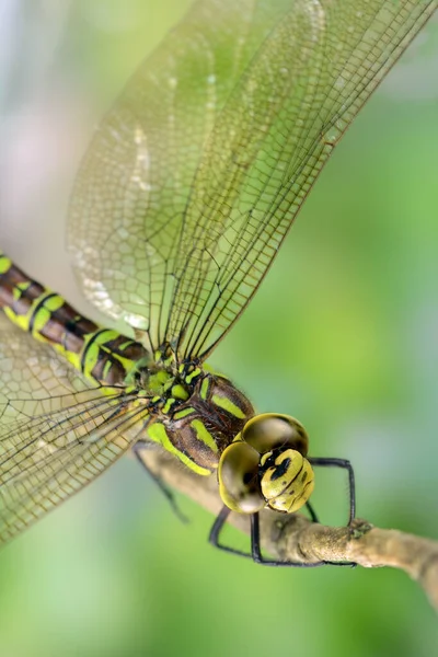 Detailní Makro Pohled Hmyz Vážky — Stock fotografie