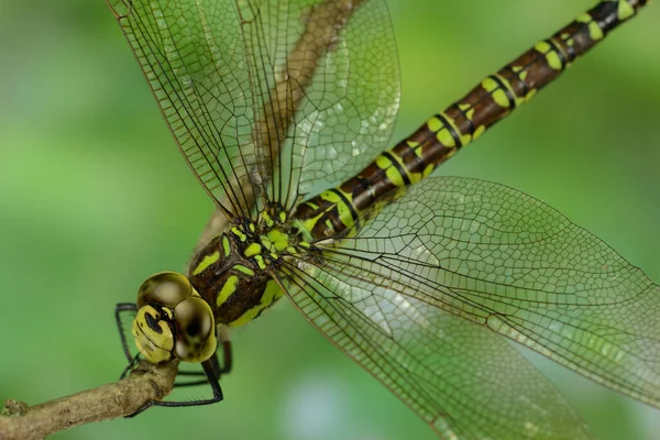 Vista Macro Primer Plano Del Insecto Libélula — Foto de Stock