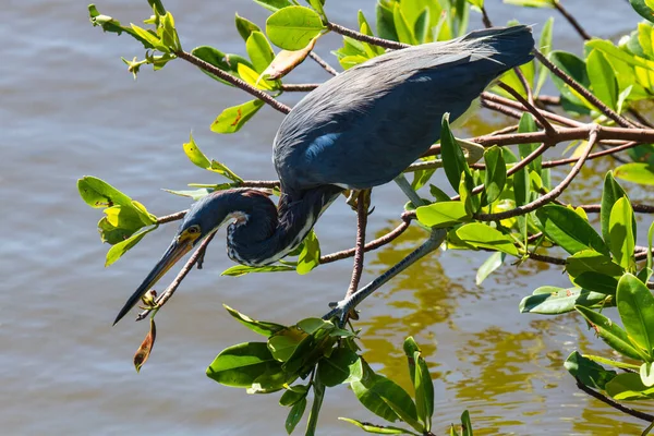 American Blue Heron Search Food Ngreat Blue Heron Foraging — Foto de Stock