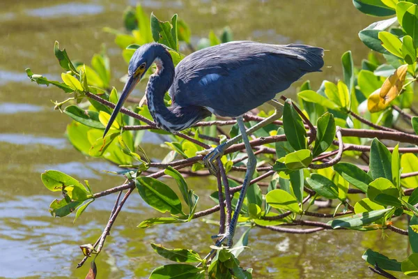 American Gray Heron Foraging Ngreat Blue Heron Foraging — Photo