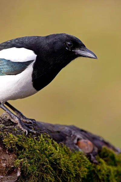 Doğadaki Güzel Kuşun Manzarası — Stok fotoğraf