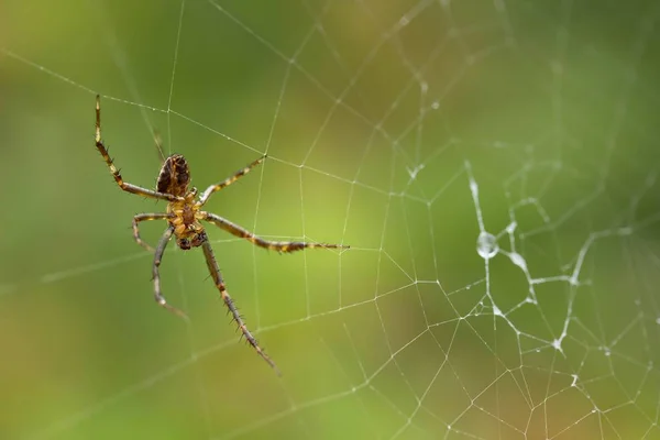 Samec Zahradní Kříž Pavouk Pavučině Samec Zahradní Pavouk Pavučině — Stock fotografie