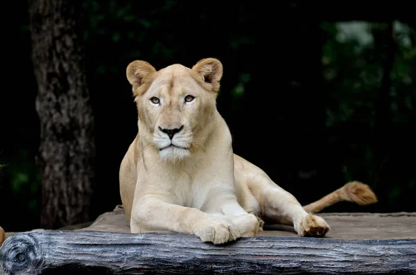 Vrouwelijke Witte Leeuw Liggend Brancard — Stockfoto