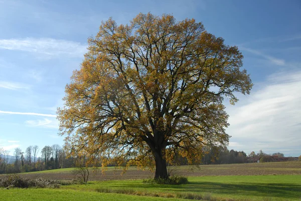 Eiche Herbst — Stockfoto