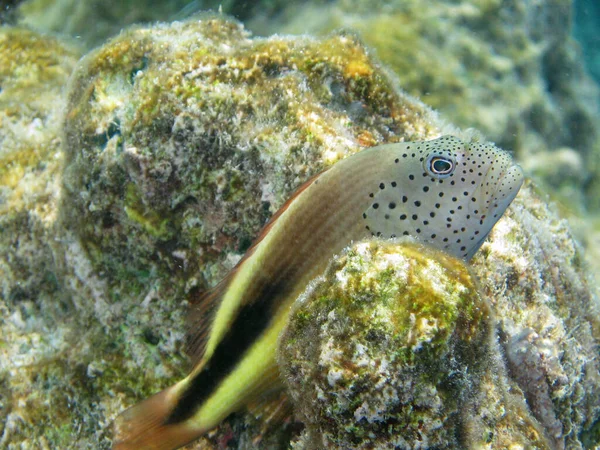 Foto Subaquática Vida Marinha — Fotografia de Stock