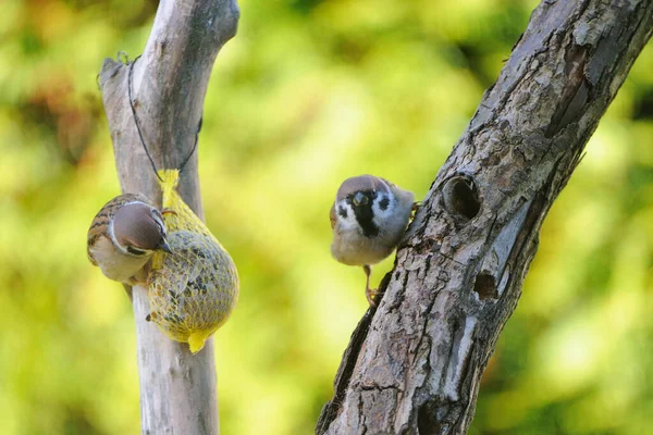 Scenic View Cute Sparrow Bird — Stock Photo, Image