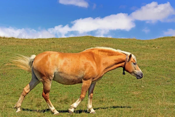 Caballo Cría Haflinger Avelignese Animal —  Fotos de Stock