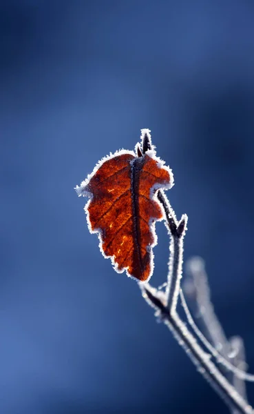 Eikenblad Met Rietvorst — Stockfoto