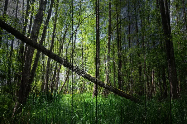 Сценический Вид Флору Диком Лесу — стоковое фото