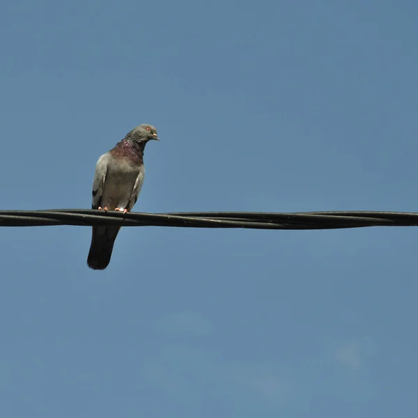 Taubenvogel Auf Einem Draht Abstrakte Natur Hintergrund — Stockfoto